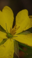 Hibbertia cistiflora