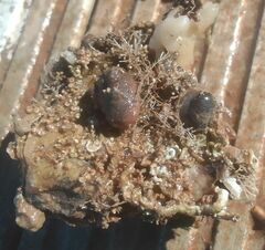 Novocrania