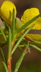 Hibbertia cistiflora