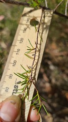 Hibbertia cistiflora