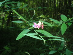 Lathyrus niger