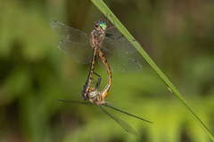Hemicordulia continentalis