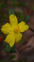 Hibbertia linearis