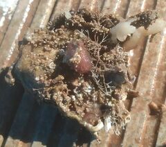 Novocrania