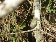 Phylloscopus collybita