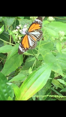 Danaus melanippus hegesippus