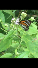 Danaus melanippus hegesippus
