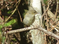 Phylloscopus collybita