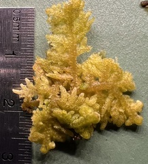 Trichocolea tomentella