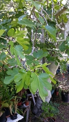 Mammalia
