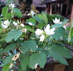 Bauhinia acuminata