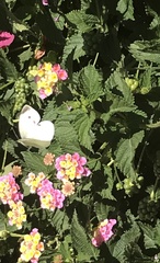 Pieris rapae rapae