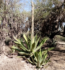 Agave salmiana