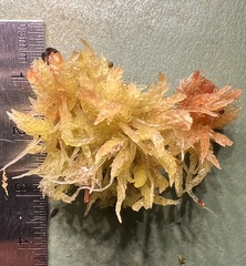 Sphagnum magellanicum