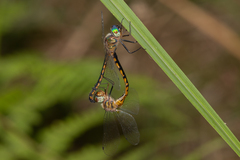 Hemicordulia continentalis