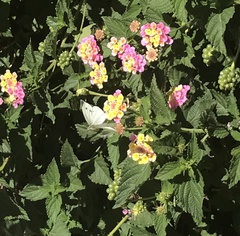 Pieris rapae rapae