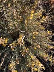 Ericameria laricifolia