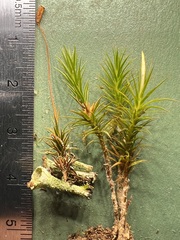 Polytrichum pallidisetum