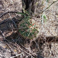 Ferocactus histrix