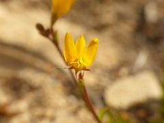 Monopsis lutea