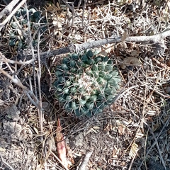 Mammillaria uncinata