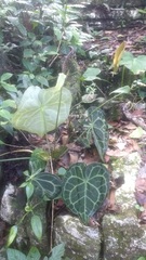 Anthurium clarinervium