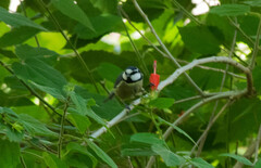 Cyanistes teneriffae