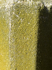 Flavoplaca