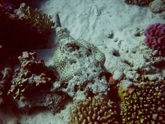 Papilloculiceps longiceps