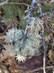 Usnea intermedia