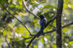 Dicrurus leucophaeus