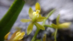 Prosthechea ochracea