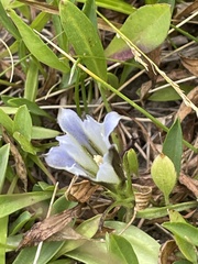 Gentiana newberryi tiogana