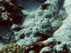 Papilloculiceps longiceps