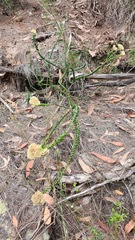 Cassinia denticulata