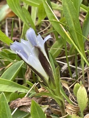 Gentiana newberryi tiogana