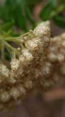 Cassinia denticulata