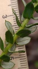 Cassinia denticulata