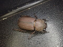 Cryptodus caviceps
