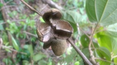 Hampea