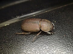 Cryptodus caviceps