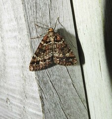 Pseudocoremia productata