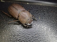 Cryptodus caviceps