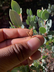 Arctostaphylos viscida pulchella