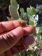 Arctostaphylos viscida pulchella