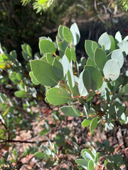 Arctostaphylos viscida pulchella