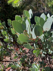 Arctostaphylos viscida pulchella