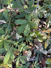 Potentilla recta