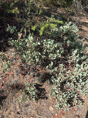 Arctostaphylos viscida pulchella