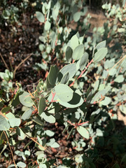 Arctostaphylos viscida pulchella